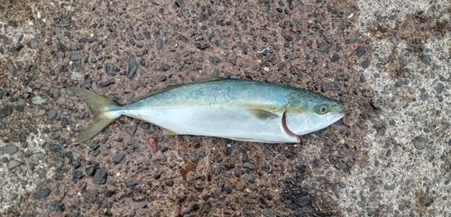 ワラサの釣果