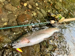 ニジマスの釣果