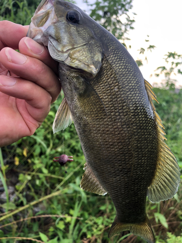 スモールマウスバスの釣果