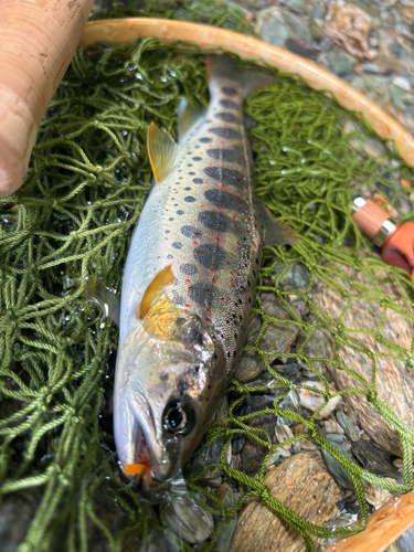 アマゴの釣果