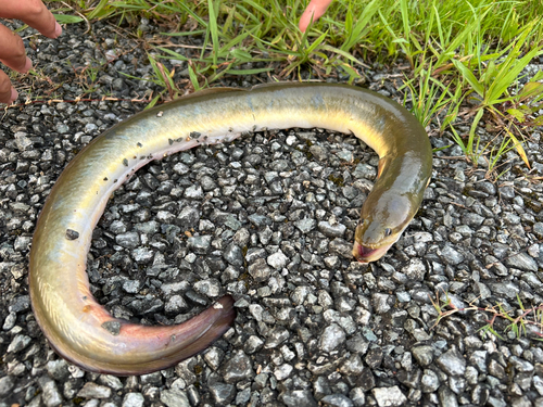 ウナギの釣果