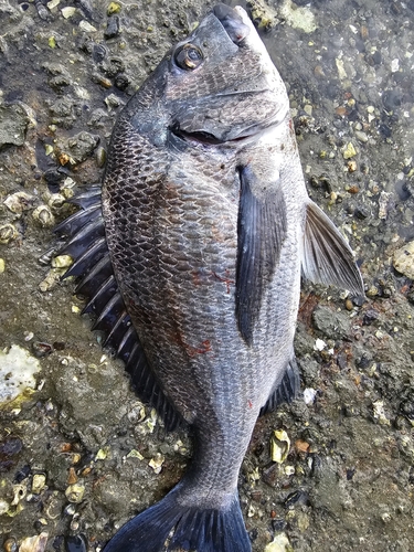 チヌの釣果