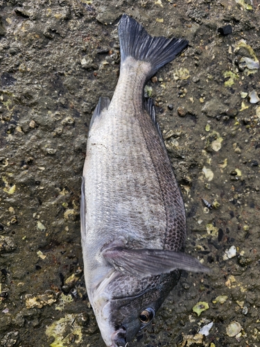 チヌの釣果