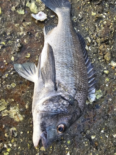 チヌの釣果