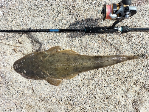 マゴチの釣果