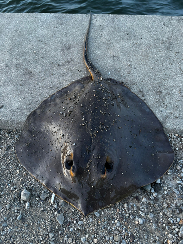 アカエイの釣果