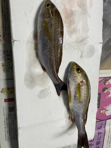 イサキの釣果