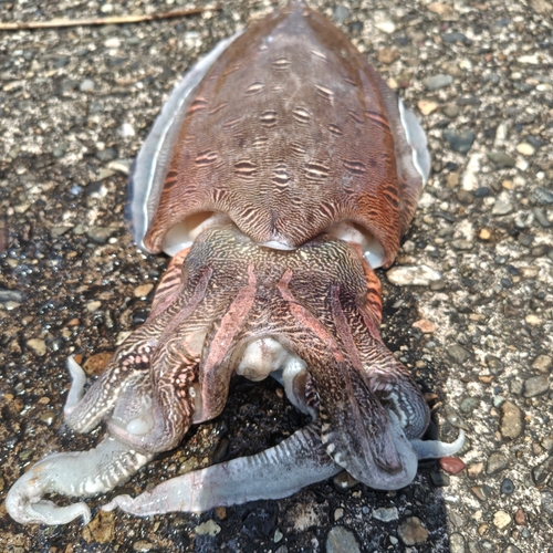 コウイカの釣果