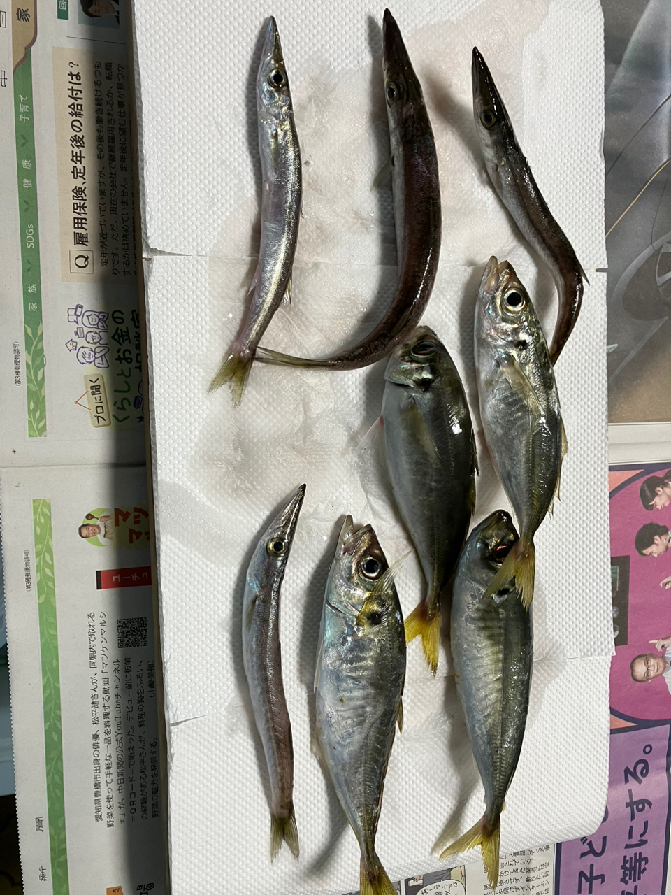 カマス