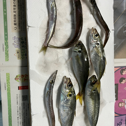 カマス