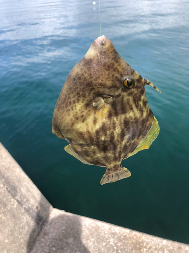 カワハギの釣果