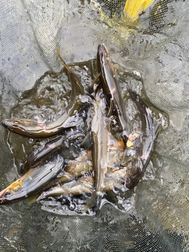 アユの釣果