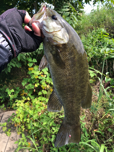 スモールマウスバスの釣果