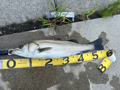 シーバスの釣果