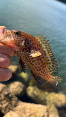 オオモンハタの釣果