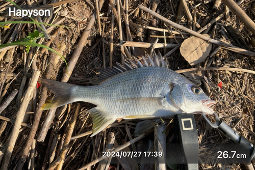 キビレの釣果