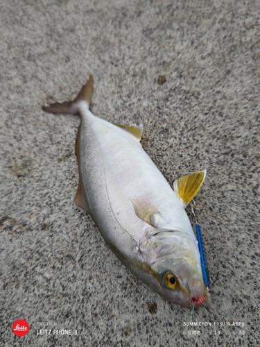 ショゴの釣果