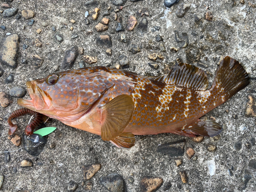 キジハタの釣果