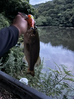 ラージマウスバスの釣果