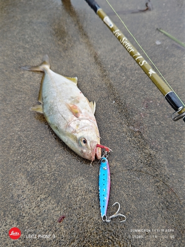 ショゴの釣果