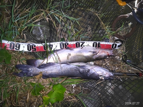 アメリカナマズの釣果