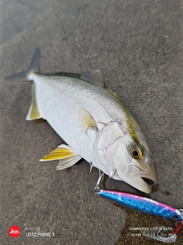 ショゴの釣果