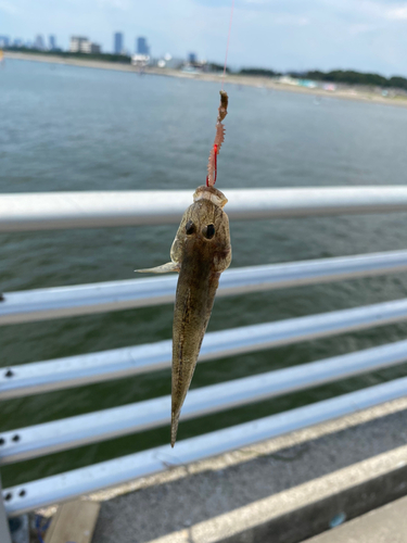 マハゼの釣果