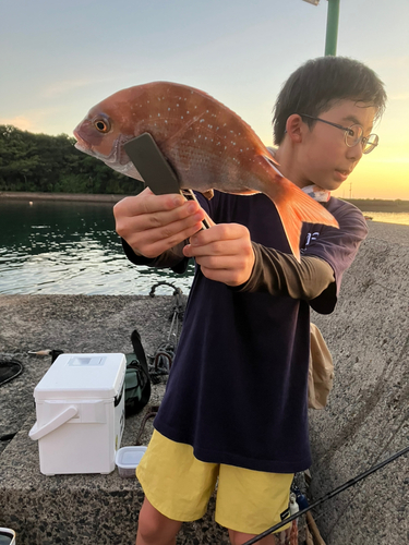 マダイの釣果