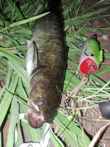 ナマズの釣果