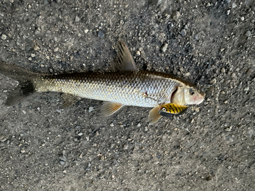 ニゴイの釣果