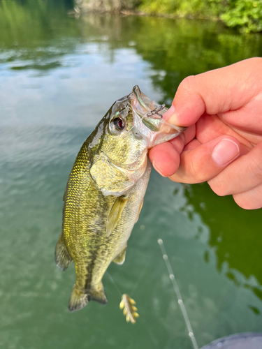 ラージマウスバスの釣果