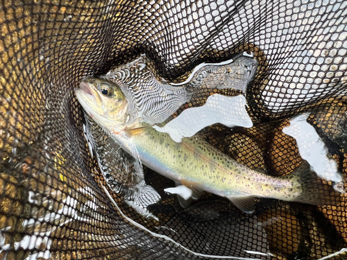 ニジマスの釣果