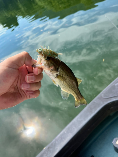 ラージマウスバスの釣果