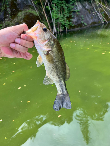 ラージマウスバスの釣果