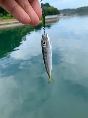 サバの釣果