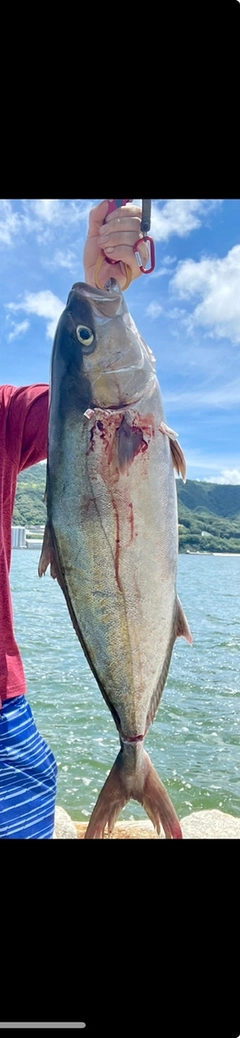 カンパチの釣果