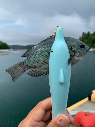 メジナの釣果