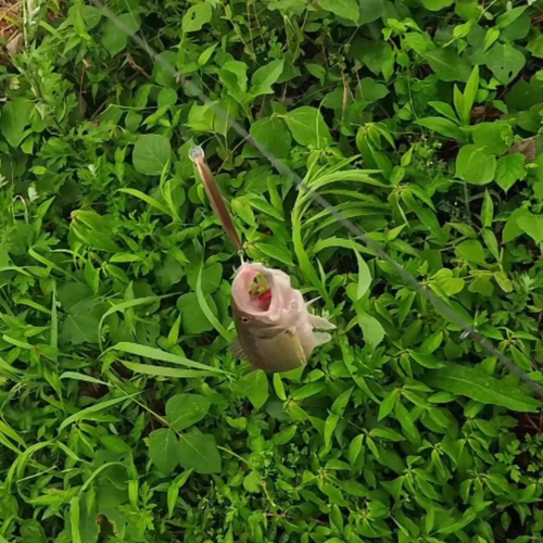 ブラックバスの釣果