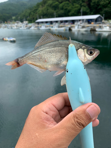 ウミタナゴの釣果