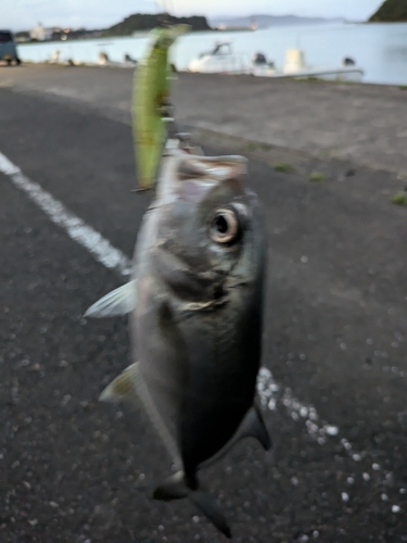 メッキの釣果