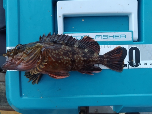 カサゴの釣果