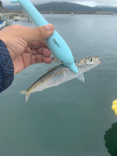 イワシの釣果