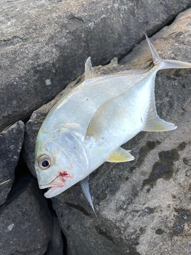 メッキの釣果