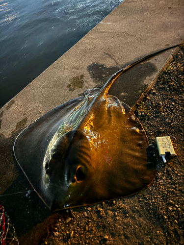 アカエイの釣果