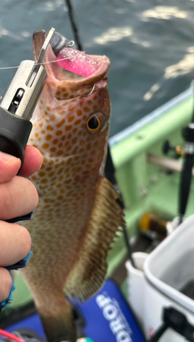 オオモンハタの釣果