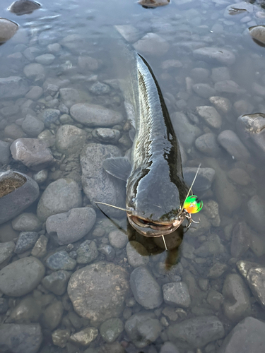 ナマズの釣果