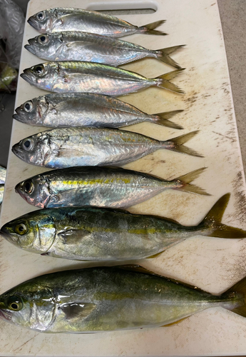 ツバスの釣果