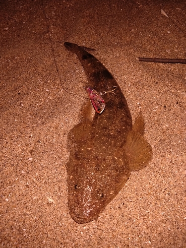 マゴチの釣果