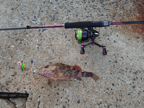 アラカブの釣果