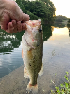 ブラックバスの釣果